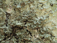 Punctelia missouriensis image
