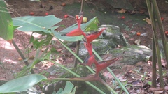 Heliconia spathocircinata