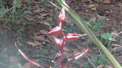 Heliconia spathocircinata