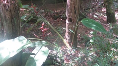 Heliconia spathocircinata