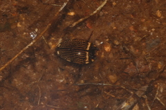 Platynectes dissimilis