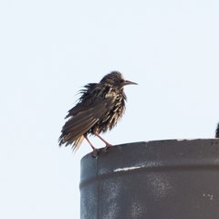 Sturnus unicolor
