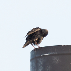 Sturnus unicolor