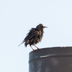 Sturnus unicolor