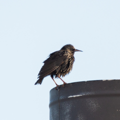 Sturnus unicolor