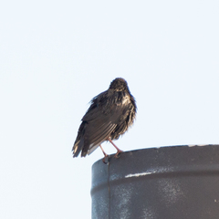 Sturnus unicolor