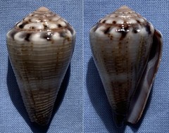 Conus biliosus