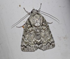 Blenina lichenopa