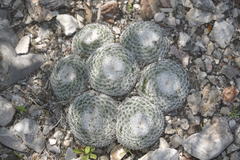 Mammillaria perbella