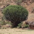 Euphorbia candelabrum