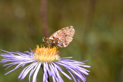 Boloria palina