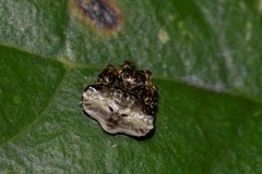 Arkys speechleyi