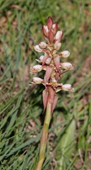 Satyrium sphaerocarpum