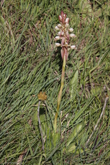 Satyrium sphaerocarpum