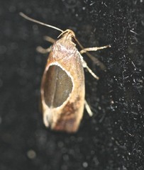 Hoplomorpha abalienella