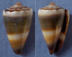 Conus sugillatus