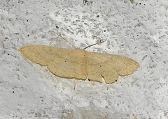 Scopula