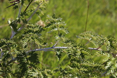 Rubus ludwigii