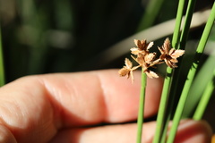 Cyperus marginatus
