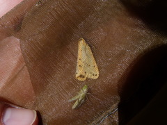 Setina irrorella