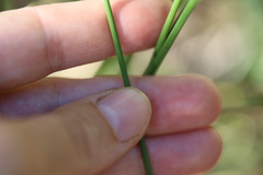 Cyperus marginatus