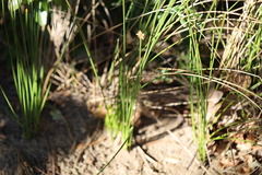 Cyperus marginatus