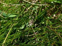 Gomphocerus sibiricus