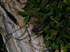 Gomphocerus sibiricus