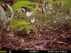 Crypturellus boucardi