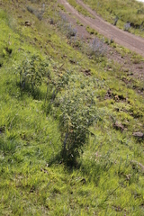 Rubus ludwigii