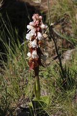 Satyrium sphaerocarpum