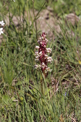 Satyrium sphaerocarpum