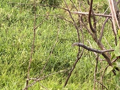 Setophaga discolor