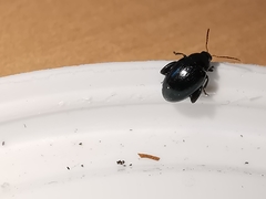 Psylliodes dulcamarae