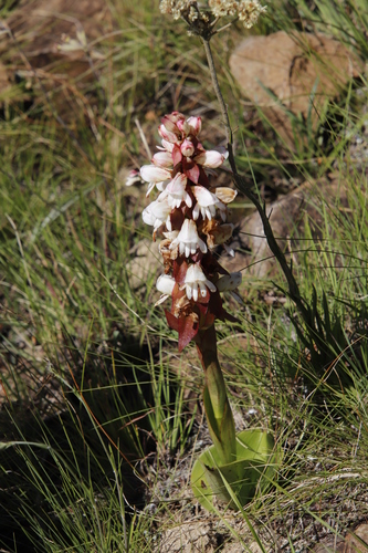 Image of Satyrium sphaerocarpum by (c) Tony Rebelo, some rights reserved (CC BY-SA)