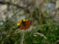 Boloria pales