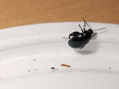 Psylliodes dulcamarae