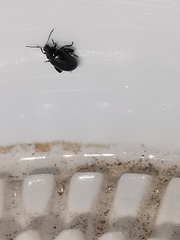 Psylliodes dulcamarae