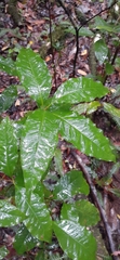 Syzygium hodgkinsoniae