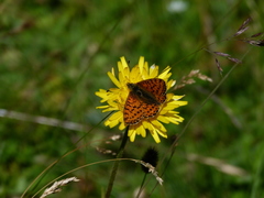 Boloria pales