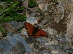 Boloria pales