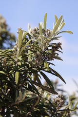 Buddleja loricata