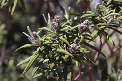 Buddleja loricata