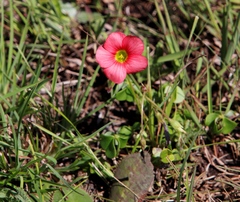 Oxalis bowiei