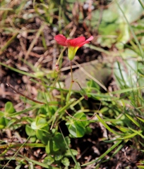 Oxalis bowiei