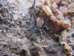 Neocaeculus