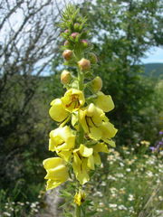Verbascum spectabile