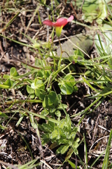 Oxalis bowiei
