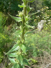 Verbascum spectabile