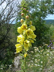 Verbascum spectabile